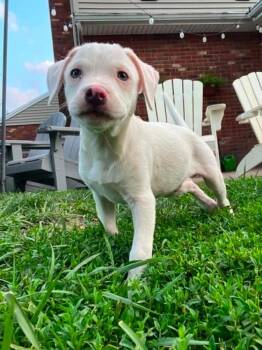Comida Blanca : Alfredo -  Labrador Retriever and Beagle Dog for Adoption in Aurora, Indiana - Comida Blanca : Alfredo | PetCurious