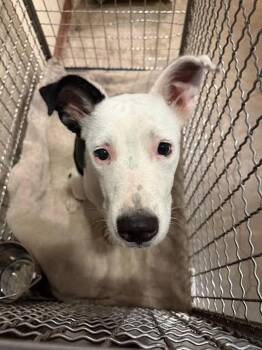 Confetti -  Border Collie Dog for Adoption in Austin, Texas - Confetti | PetCurious