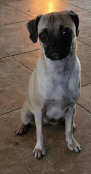 Rescue Pug Dogs for Adoption in San Antonio, Texas - Peaches | PetCurious