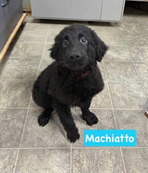 Macchiato - Not at shelter -  Shepherd and Golden Retriever Dog for Adoption in Rustburg, Virginia - Macchiato - Not At Shelter | PetCurious