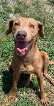 Daisy -  Mixed Breed Dog for Adoption in Scott, Louisiana - Daisy | PetCurious