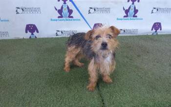 SNOOP -  Yorkshire Terrier and Mixed Breed Dog for Adoption in Orlando, Florida - SNOOP | PetCurious
