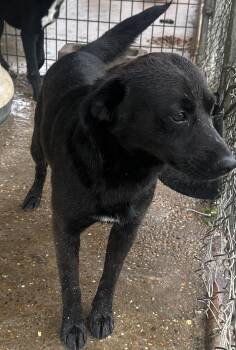 Mary -  Black Labrador Retriever Dog Available for Adoption in Bruce, Mississippi - Mary | PetCurious