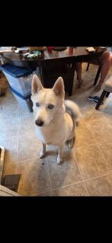 Sai -  Siberian Husky Dog for Adoption - Sai | PetCurious