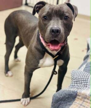 Mixed Breed Dogs Available for Adoption in West Chester, Pennsylvania - Hera | PetCurious