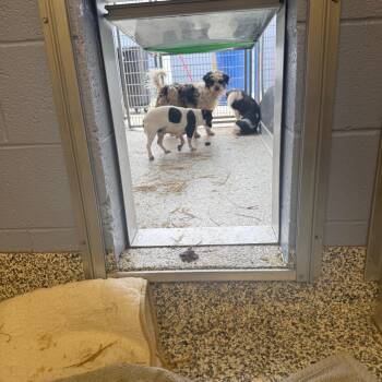 Mixed Breed Dogs Available for Adoption - Sai | PetCurious