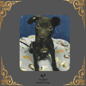 Mick -  Mixed Breed Dog for Adoption in Cumberland, Rhode Island - Mick | PetCurious