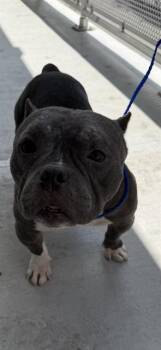 American Bulldog Dogs Available for Adoption in Doral, Florida - BRUTUS | PetCurious