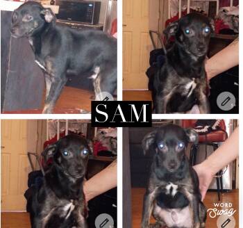 Sam -  Chihuahua and Miniature Pinscher Dog for Adoption in New Braunfels, Texas - Sam | PetCurious