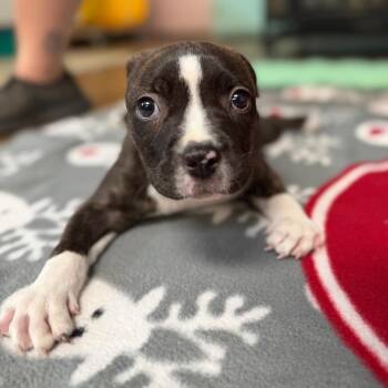 Starfish -  Pit Bull Terrier and Mixed Breed Dog for Adoption in Port Richey, Florida - Starfish | PetCurious