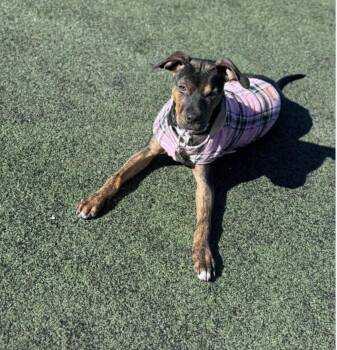 Pit Bull Terrier Dogs Available for Adoption - Olive | PetCurious