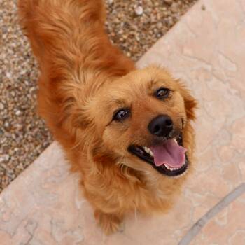Spitz and Chihuahua Dogs Available for Adoption in Marana, Arizona - Coco | PetCurious