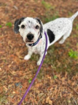 Bama -  Bichon Frise and Terrier Dog Available for Adoption in Front Royal, Virginia - Bama | PetCurious