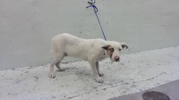 A2083573 -  German Shepherd Dog and Mixed Breed Dog for Adoption in Houston, Texas - A2083573 | PetCurious