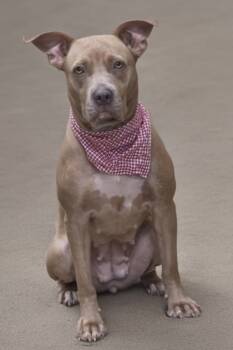 Rescue Pit Bull Terrier and Mixed Breed Dogs for Adoption in Cedar Hill, Texas - Nicole | PetCurious