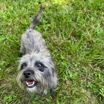 Brandy Bear -  Terrier Dog for Adoption in Houston, Texas - Brandy Bear | PetCurious