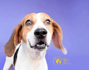 Rescue Beagle and Hound Dogs for Adoption in St. Augustine, Florida - Windu | PetCurious