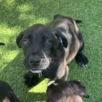 Danton 6567 -  Great Dane Dog for Adoption in Loxahatchee Groves, Florida - Danton 6567 | PetCurious