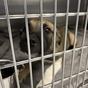 Shepherd Dogs Available for Adoption in Greenville, South Carolina - Cumin | PetCurious