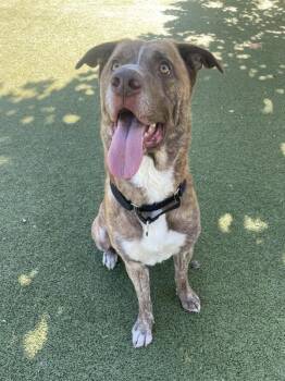 German Shepherd Dog and Labrador Retriever Dogs Available for Adoption - Candy Corn | PetCurious