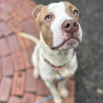 Damascus -  Pit Bull Terrier Dog for Adoption in Cheyenne, Wyoming - Damascus | PetCurious