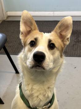 Mixed Breed Dogs Available for Adoption - Buster | PetCurious