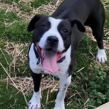 Sage -  Pit Bull Terrier Dog for Adoption in Naperville, Illinois - Sage | PetCurious
