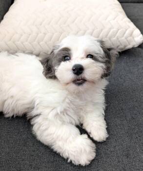 Care Bear -  Bernedoodle Dog for Adoption in Sarasota, Florida - Care Bear | PetCurious