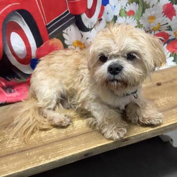 Rank -  Shih Tzu Dog for Adoption in Normal, Illinois - Rank | PetCurious
