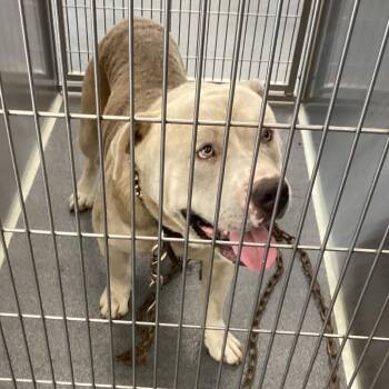 Beef Wellington -  Terrier and Husky Dog for Adoption in Montgomery, Alabama - Beef Wellington | PetCurious