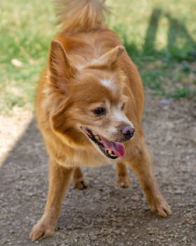 Rescue Mixed Breed Dogs for Adoption in Leander, Texas - Gary | PetCurious