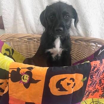 AJ -  Labrador Retriever and Terrier Dog for Adoption in Pensacola, Florida - AJ | PetCurious