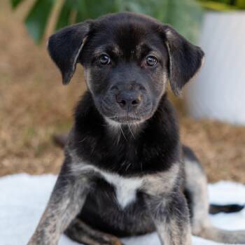 Magic -  Husky and Shepherd Dog for Adoption in Pflugerville, Texas - Magic | PetCurious
