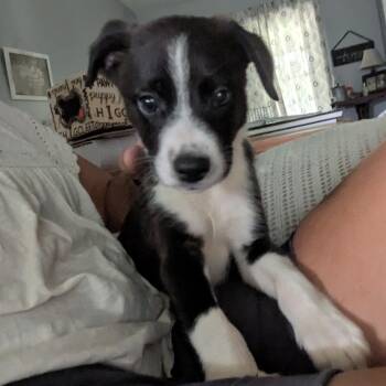 Marcus -  Jack Russell Terrier and Hound Dog for Adoption in Pensacola, Florida - Marcus | PetCurious