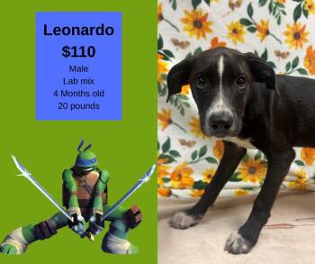 Rescue Labrador Retriever Dogs for Adoption in Decatur, Alabama - Leonardo | PetCurious