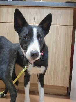 Rescue Border Collie Dogs for Adoption in Kennewick, Washington - Sugar Plum | PetCurious