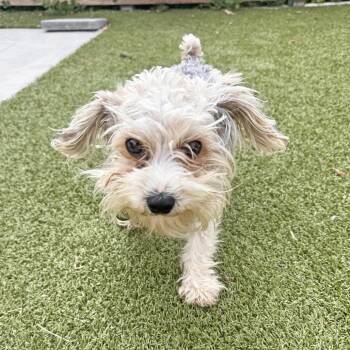 Reggie -  Mixed Breed Dog for Adoption in Hailey, Idaho - Reggie | PetCurious