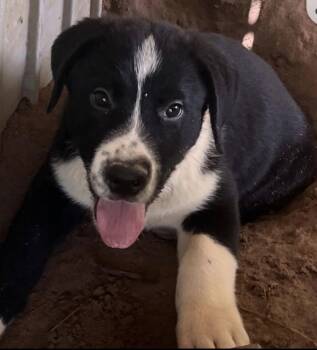 Porter -  Bernese Mountain Dog Dog for Adoption in The Woodlands, Texas - Porter | PetCurious