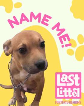 American Bully Dogs Available for Adoption in Clarksburg, Ontario - No Name | PetCurious