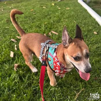Chihuahua and Terrier Dogs Available for Adoption in Washington, District Of Columbia - Tobby | PetCurious