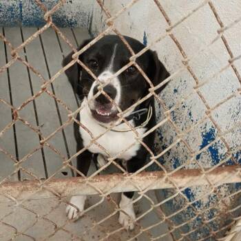 Badger -  Shepherd Dog for Adoption in Edinburg, Texas - Badger | PetCurious