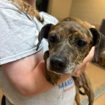 Macchiato -  Mixed Breed Dog for Adoption in Gadsden, Alabama - Macchiato | PetCurious