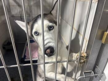 A1265775 -  Siberian Husky Dog for Adoption in Charlotte, North Carolina - A1265775 | PetCurious