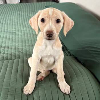 Silver -  Mixed Breed Dog for Adoption in West Olive, Michigan - Silver | PetCurious