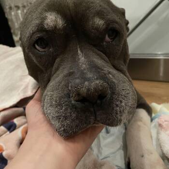 Mixed Breed Dogs Available for Adoption - Nefertiti | PetCurious