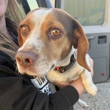 Rescue Beagle Dogs for Adoption in Nowata, Oklahoma - Nova | PetCurious
