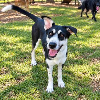 Cataleya -  Husky and Cattle Dog Dog for Adoption in Baytown, Texas - Cataleya | PetCurious