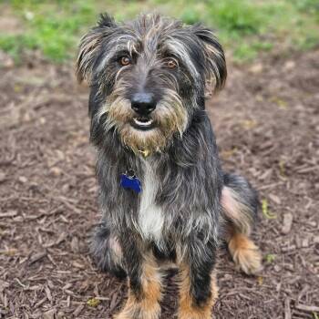 Mixed Breed Dogs Available for Adoption in Columbia, Maryland - Dixie | PetCurious