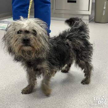 Mason -  Poodle and Terrier Dog for Adoption in Washington, District Of Columbia - Mason | PetCurious
