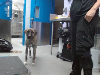 Rescue Australian Shepherd and Mixed Breed Dogs for Adoption in Albuquerque, New Mexico - APOLLO | PetCurious